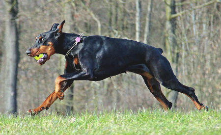 Conoce las 10 mejores razas de perros guardianes para cuidar tu hogar