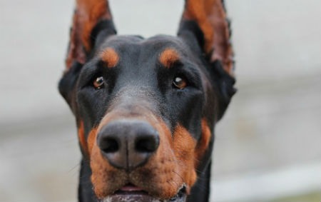 El Dóberman: un gran perro guardián y de compañía