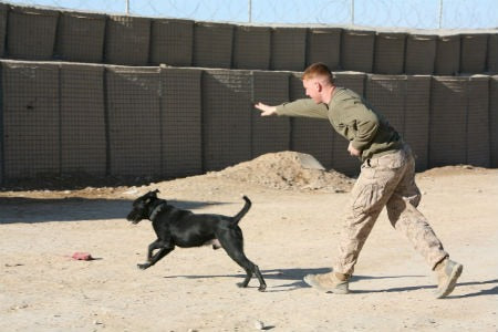 10 órdenes básicas que todo perro debería aprender