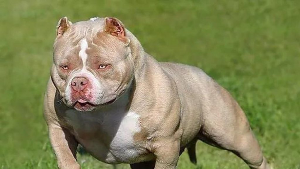 American Bully - Una raza que gusta mucho en Estado Unidos