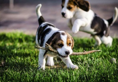 Beagle, un sabueso maravilloso
