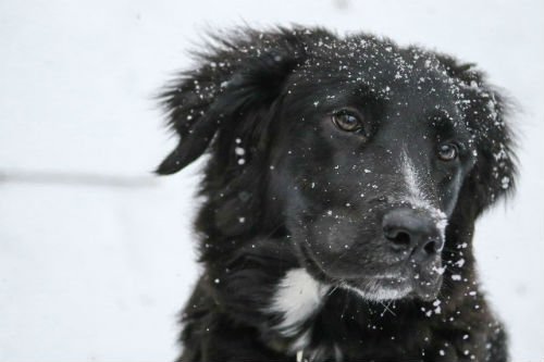 Border Collie | historia, características, alimentación y cuidados