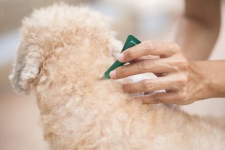 Cómo desparasitar a un cachorro