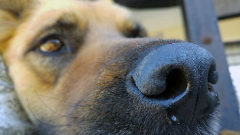 Cómo tratar el resfriado de mi perro