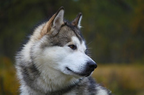 Alaskan Malamute - Origen, características y comportamiento de esta raza