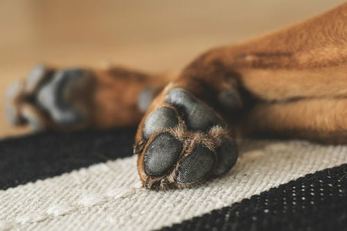 Cuidados para las almohadillas de tu perro