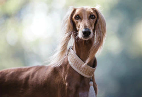 Saluki - Descubre esta apreciada raza canina