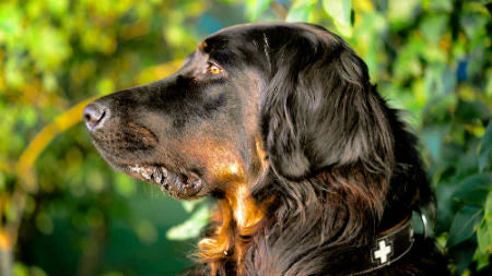Gordon Setter - Descubre su personalidad y apariencia distinguida