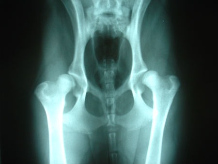 Displasia de cadera en perros: síntomas, tratamiento y razas más afectadas