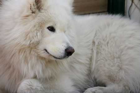 The Samoyed 