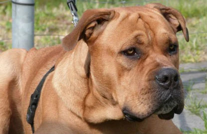 Ca de Bou o Dogo Mallorquín: Imponente pero dulce