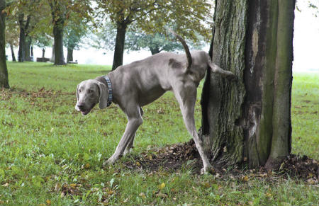 Insuficiencia renal en perros mayores