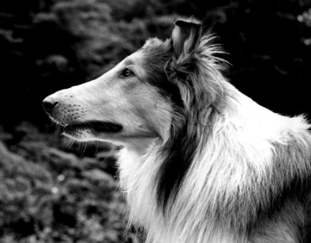 Las mejores películas familiares protagonizadas por perros