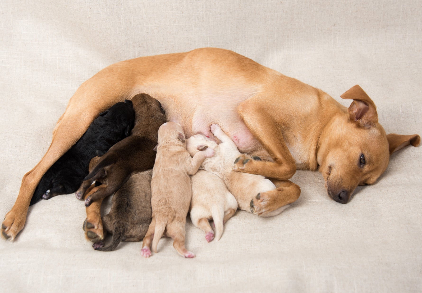Mastitis en perros