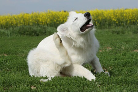 Mi perro se rasca mucho, ¿cómo solucionarlo?