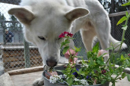 Plantas tóxicas para nuestros perros