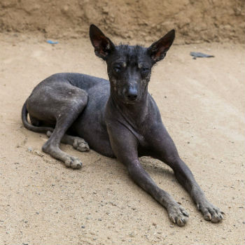 El Perro Peruano - Un curioso y exótico compañero