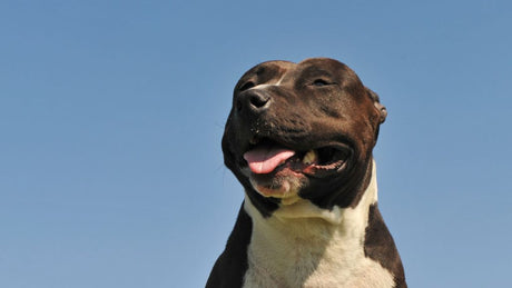 American Staffordshire terrier - Una raza que no deja indiferente a nadie