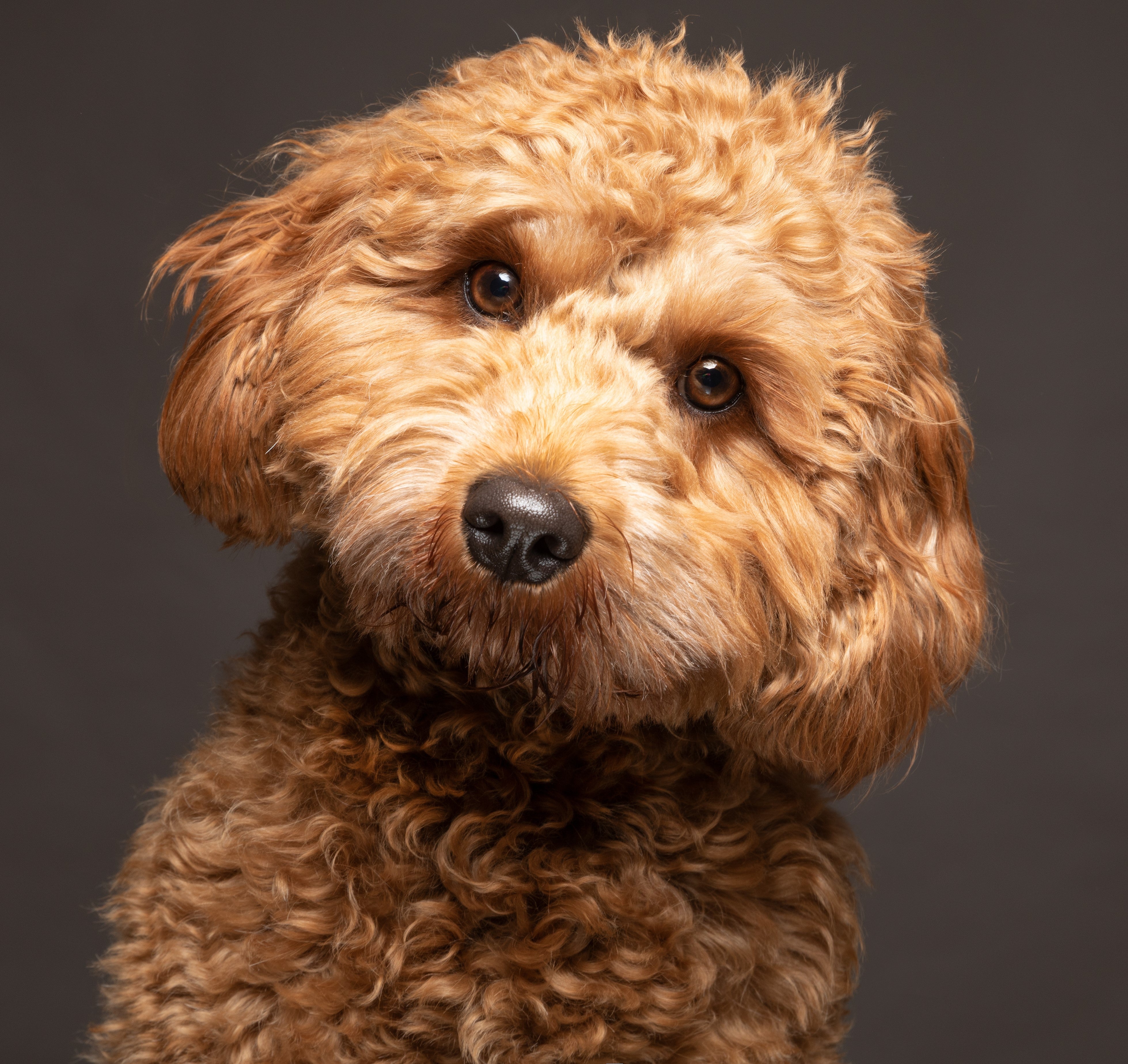 Moodle: El cariñoso e inteligente Maltés-Caniche Mix, image size:3917x3695