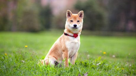 Shiba Inu -  La elegancia y carácter del pequeño gran perro japonés