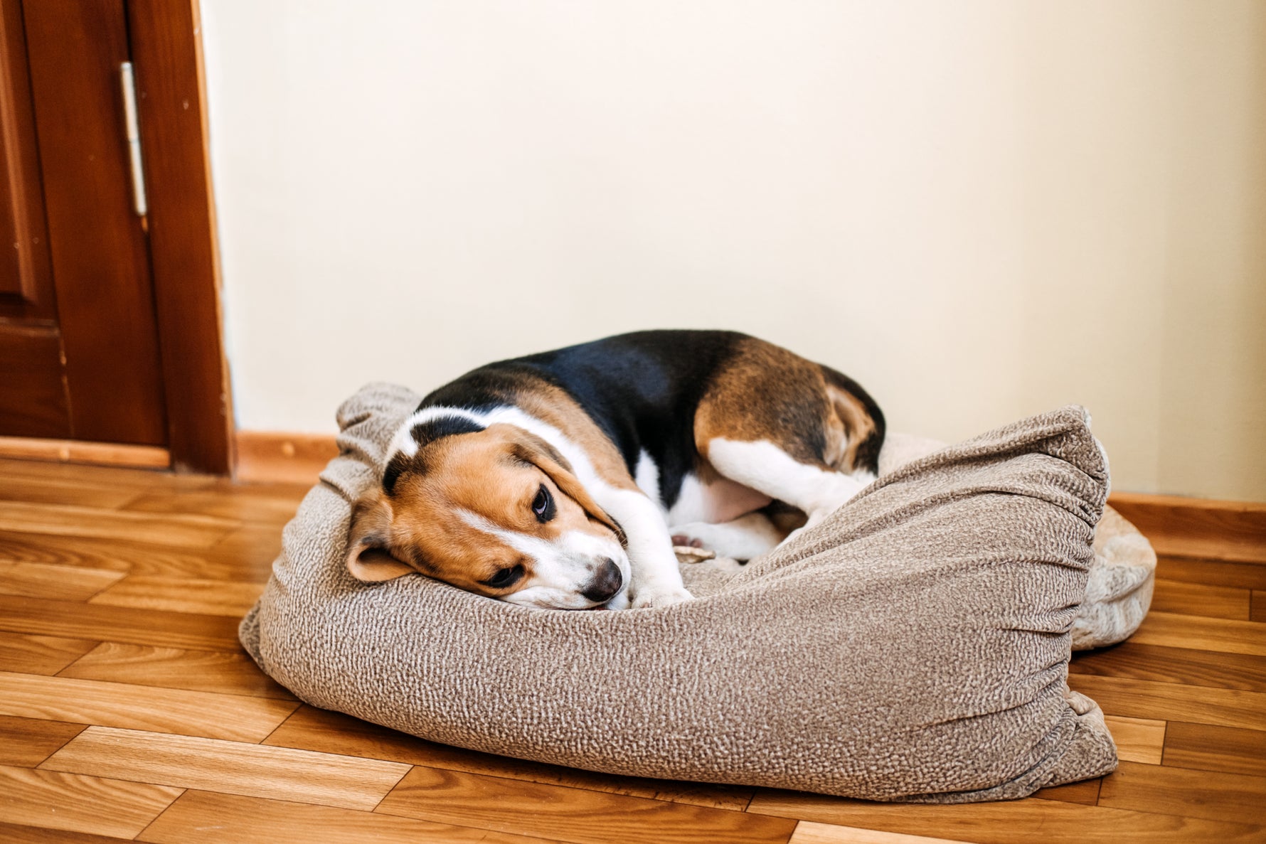 Parvovirus en Perros – Qué es, síntomas, diagnóstico y tratamiento