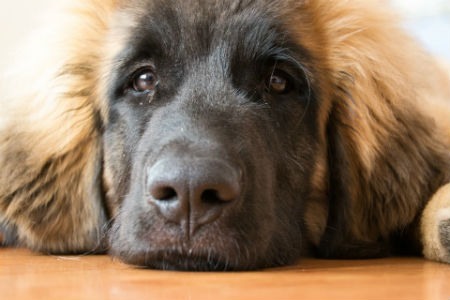 Leonberger: un gigante del mundo canino