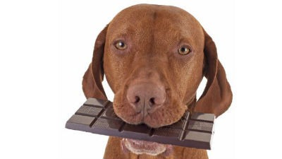13 mitos sobre la nutrición de tu perro