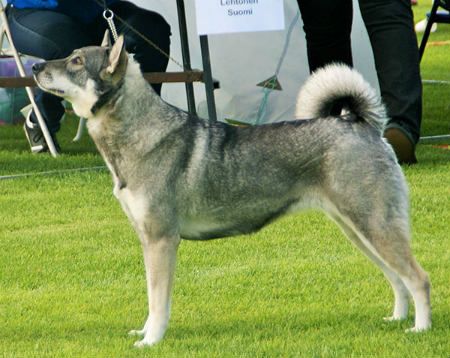 Cazador de alces noruego o Elkhound - Descubre cada aspecto de esta raza