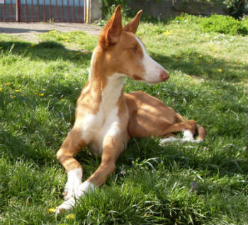 Podenco Ibicenco - Quiero adoptar un uno ¿Qué debo saber?