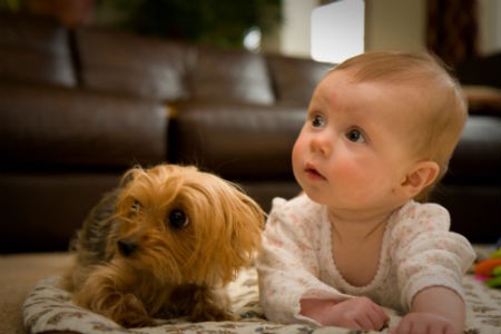 Las mejores razas de perros para niños
