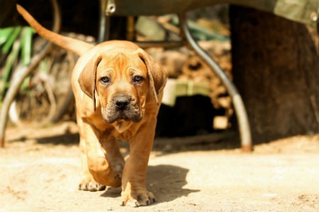 Boerboel - un perro guardián ideal
