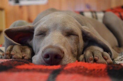 ¿Por qué mi perro duerme tanto?