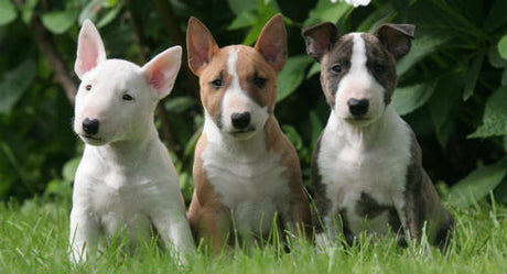 Bull Terrier: Esto es todo lo que necesitas saber sobre esta excepcional raza