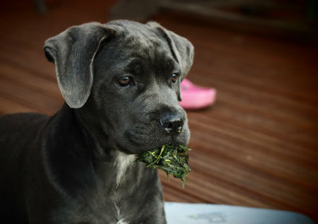 Cane Corso o Mastín Italiano - Te contamos todo acerca de esta raza