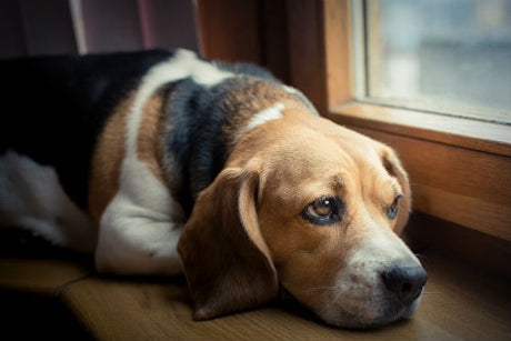 Enfermedades caninas más comunes que pueden ser causadas por una mala alimentación