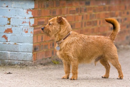 Norfolk Terrier - Amigable y juguetón