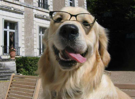 Las razas de perros más inteligentes del mundo