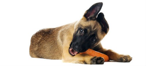 ¿Qué verduras para perros puede comer mi mascota?
