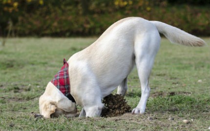 ¿Por qué los perros esconden o entierran la comida?