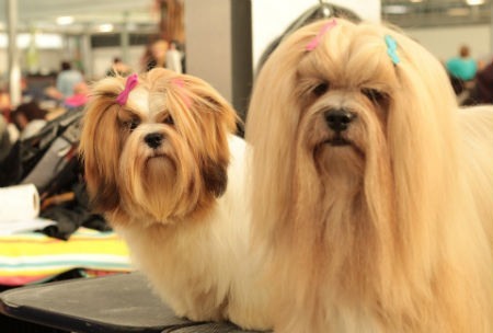 12 razas de perros que no sueltan pelo