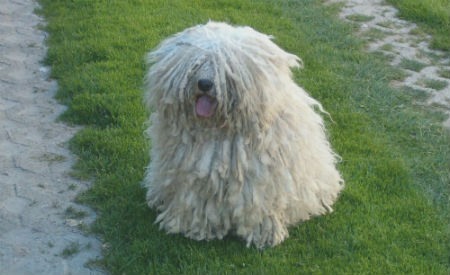 El Komondor o Pastor Húngaro: una raza particular