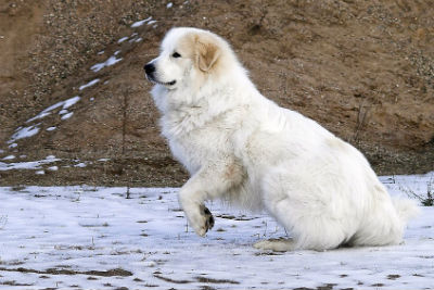 El Perro de Montaña de los Pirineos | Origen, características y mucho más
