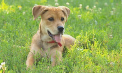 Consejos para fortalecer las defensas de tu perro