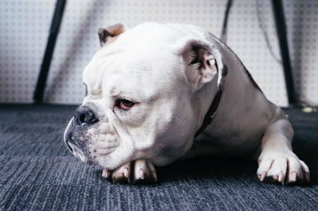 Torsión gástrica en perros: causas, síntomas y recomendaciones