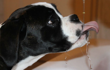 ¿Por qué mi perro bebe mucha agua?