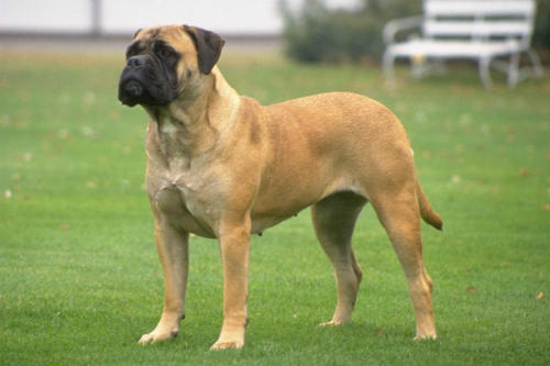 Bullmastiff: alimentación, carácter, cachorros, precio y mucho más