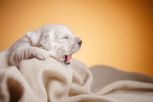 Hipo en perros: causas y soluciones