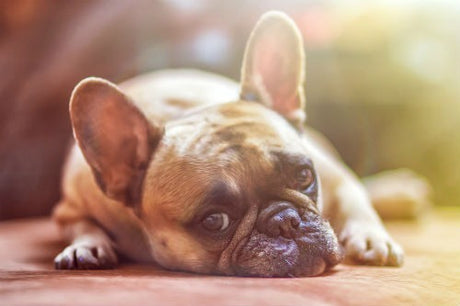 Leishmaniasis en perros: síntomas, tratamiento y prevención