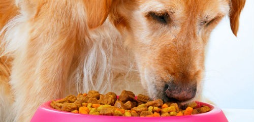 Perros ansiosos con la comida: 10 consejos para su educación