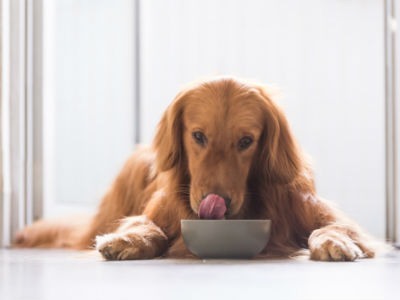 La digestión en los perros: ¿cómo funciona el sistema digestivo de un perro?